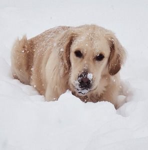 Meet your Posher, Wade